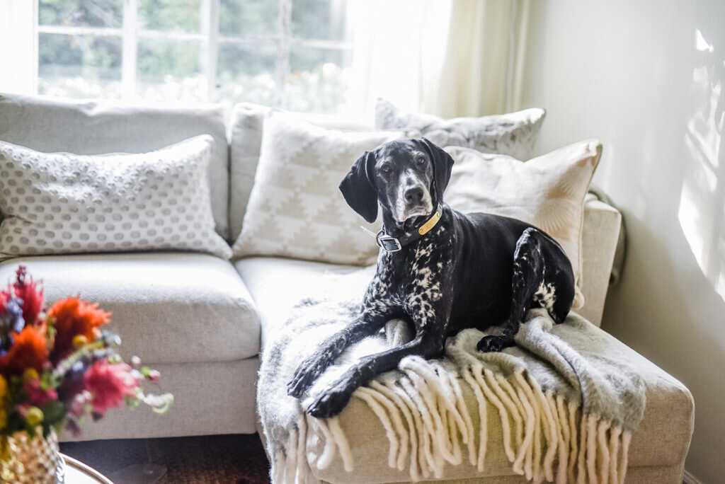 dog on couch with blanket and pillows atlanta interior photography