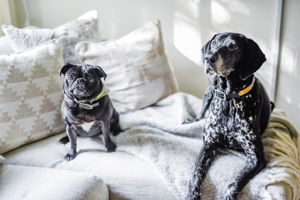 dogs on couch with blanket and pillows