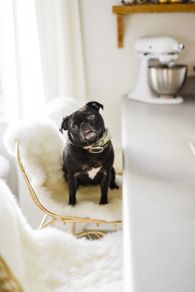 pug on bar stool